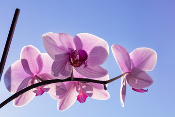 Fototapeta premium pink orchid on a window against a blue sky