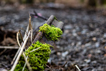 Rusty Wheel in the forest 