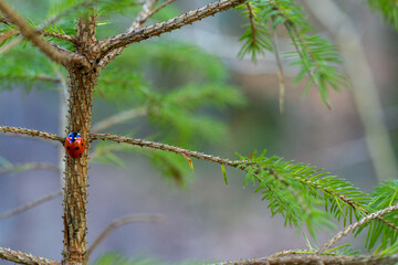 Ladybug on a tree in the forest