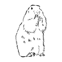 Groundhog sketch vector graphics black and white monochrome figure head