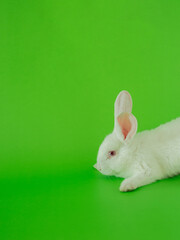 easter white bunny against pastel green background. adorable surreal background with copyspace