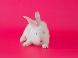 easter white bunny against pink background. adorable surreal modern background