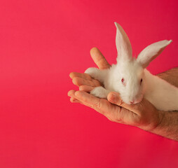 easter white bunny in male hands against pink background. adorable surreal modern background with...