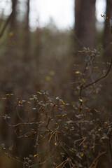 autumn fading forest. plants close up