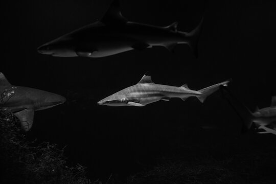 Nice big white shark in the dark with space for text, wild ocean life and danger from darkness