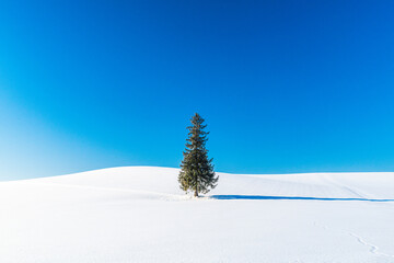 北海道美瑛クリスマスツリーの木