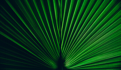 Obraz premium Green palm leaf texture. Symmetry nature background with botanical tropical pattern. Dark and light abstract shadow plant wallpaper.