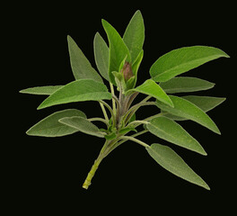 Sprig of sage (Salvia officinalis) in bloom, black background. Sage flower with leaves, medicinal plant, culinary use