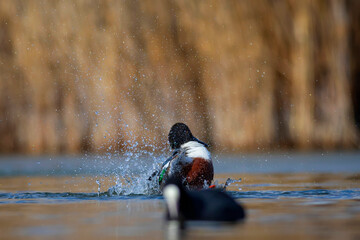 Washing duck. Colorful lake nature background. Bird:  Northern Shoveler. (Spatula clypeata).