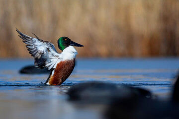Washing duck. Colorful lake nature background. Bird:  Northern Shoveler. (Spatula clypeata).