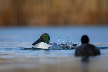 Washing duck. Colorful lake nature background. Bird:  Northern Shoveler. (Spatula clypeata).
