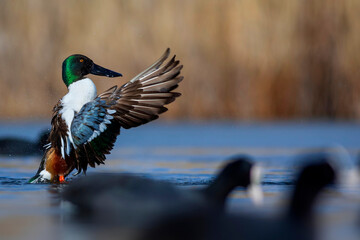 Washing duck. Colorful lake nature background. Bird:  Northern Shoveler. (Spatula clypeata).