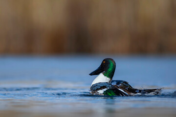 Washing duck. Colorful lake nature background. Bird:  Northern Shoveler. (Spatula clypeata).