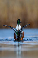 Washing duck. Colorful lake nature background. Bird:  Northern Shoveler. (Spatula clypeata).