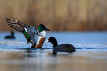 Washing duck. Colorful lake nature background. Bird:  Northern Shoveler. (Spatula clypeata).
