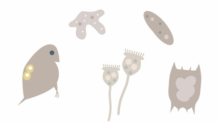 動物プランクトン