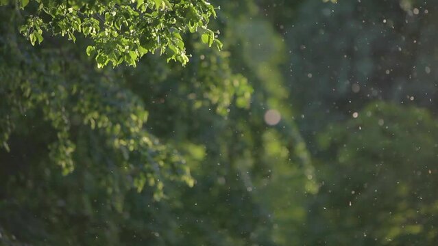 Pollen and particles fly through the air on a windy day. Telephoto lens with depth of field. Branches move in the wind.