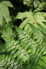 fern leaves