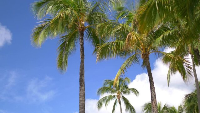 Palm trees background in 4k slow motion 60fps