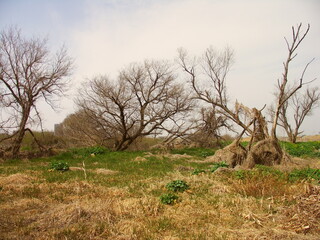 若草と枯れ木のある早春の江戸川河川敷風景