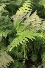 green fern background