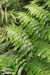 fern leaves