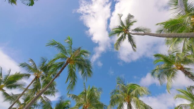 Palm trees background in 4k slow motion 60fps