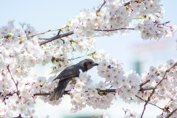 a straight-tailed copper sitting on a cherry tree branch in spring