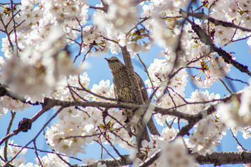 a straight-copper sitting on a cherry tree branch in spring