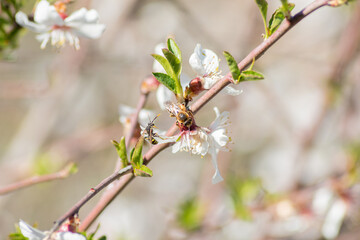 wasp collecting pollen from cherry blossom in spring