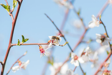 wasp collecting pollen from cherry blossom in spring
