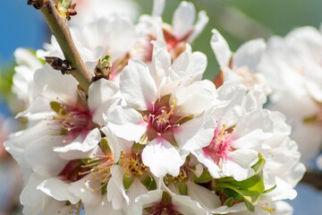 Fototapeta premium cherry blossom in spring (Sakura)