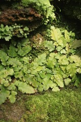 green moss on the wall