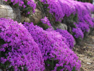 シバサクラ咲く垣根