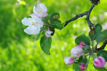 Blossoming branch of an apple tree on a background of grass. 