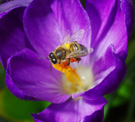 Blooming crocuses and a bee collects nectar.