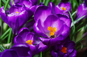 Blooming purple crocuses.