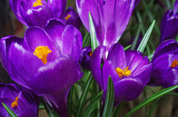 Blooming purple crocuses.