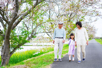 Fototapeta premium 祖父母と元気に登校する小学生の女の子