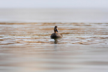 Swimming duck. Colorful water bacground. Bird: Gadwall (Mareca strepera).