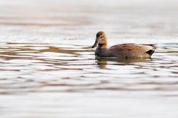 Swimming duck. Colorful water bacground. Bird: Gadwall (Mareca strepera).