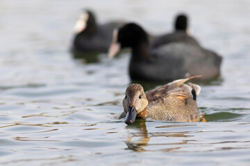 Swimming duck. Colorful water bacground. Bird: Gadwall (Mareca strepera).