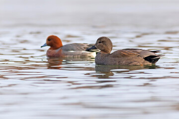 Swimming duck. Colorful water bacground. Bird: Gadwall (Mareca strepera).