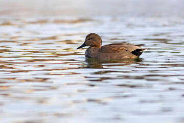 Swimming duck. Colorful water bacground. Bird: Gadwall (Mareca strepera).