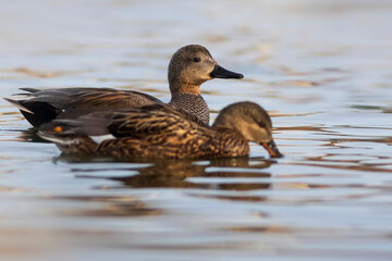 Swimming duck. Colorful water bacground. Bird: Gadwall (Mareca strepera).