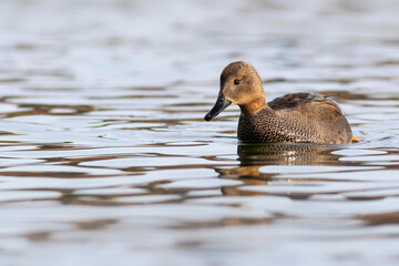 Swimming duck. Colorful water bacground. Bird: Gadwall (Mareca strepera).