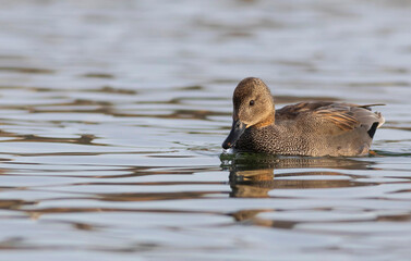 Swimming duck. Colorful water bacground. Bird: Gadwall (Mareca strepera).