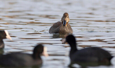 Swimming duck. Colorful water bacground. Bird: Gadwall (Mareca strepera).