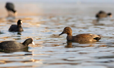 Swimming duck. Colorful water bacground. Bird: Gadwall (Mareca strepera).