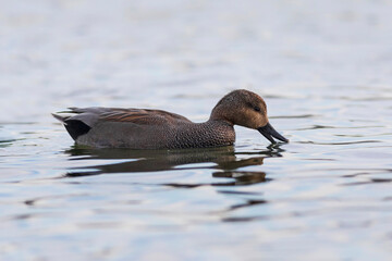 Swimming duck. Colorful water bacground. Bird: Gadwall (Mareca strepera).